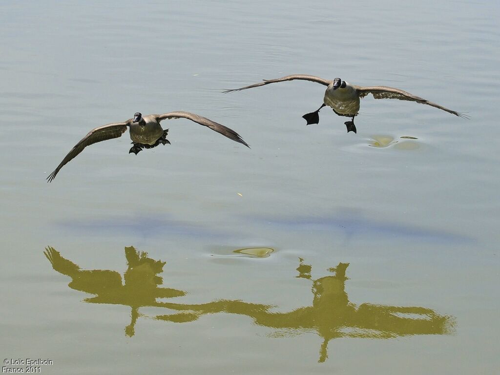 Canada Goose