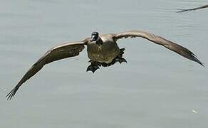 Canada Goose