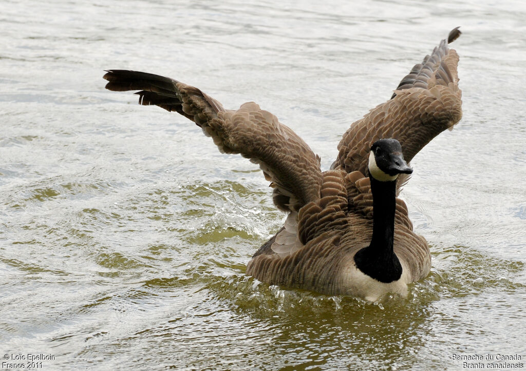 Canada Goose