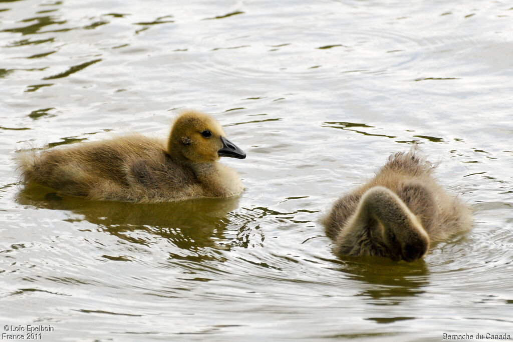 Canada Goose