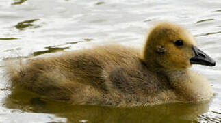 Canada Goose