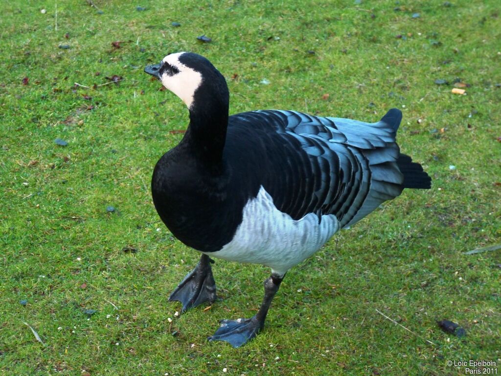 Barnacle Goose