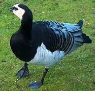 Barnacle Goose