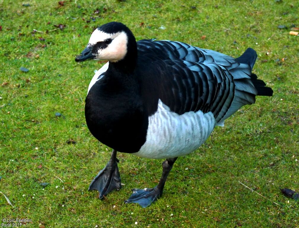 Barnacle Goose