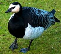 Barnacle Goose