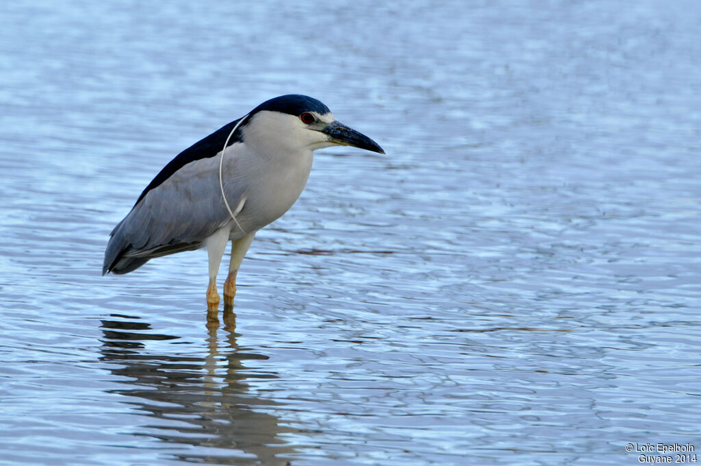 Black-crowned Night Heron