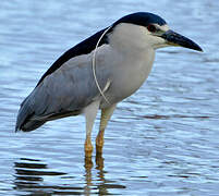 Black-crowned Night Heron