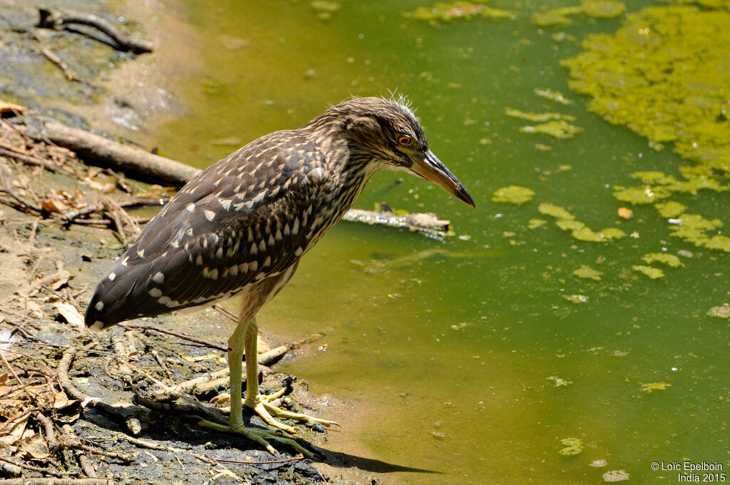 Black-crowned Night Heron