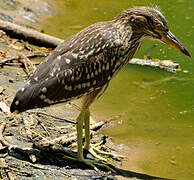 Black-crowned Night Heron