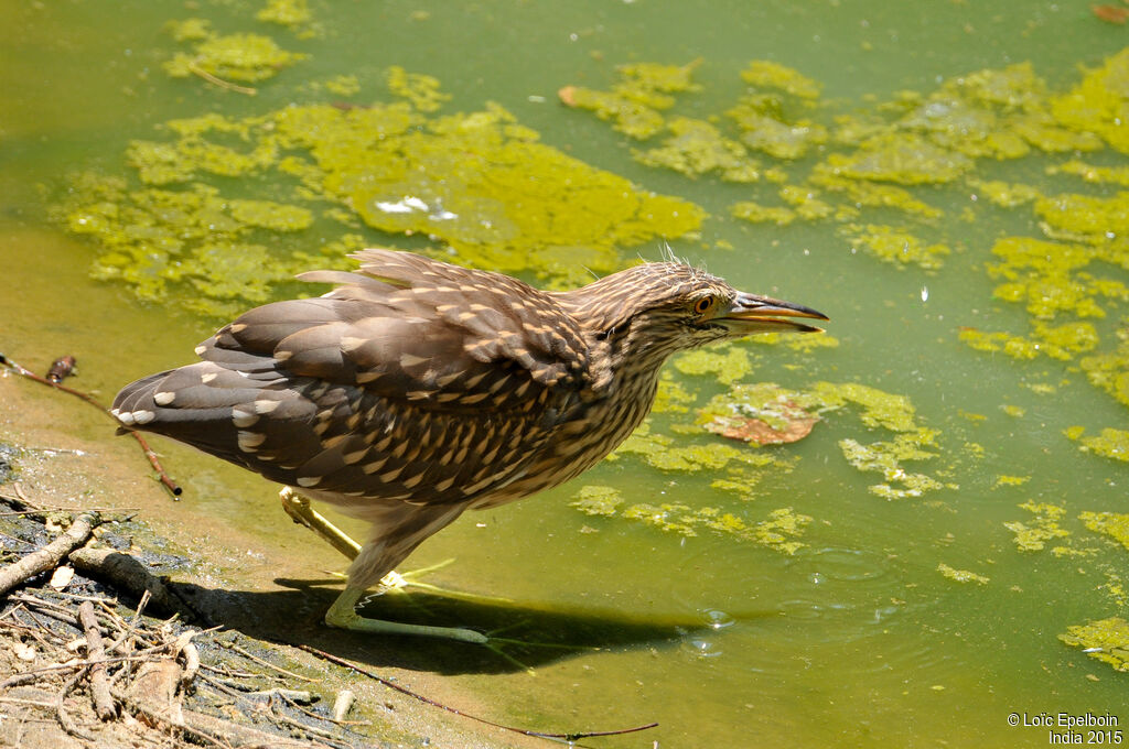 Black-crowned Night Heron