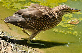 Black-crowned Night Heron