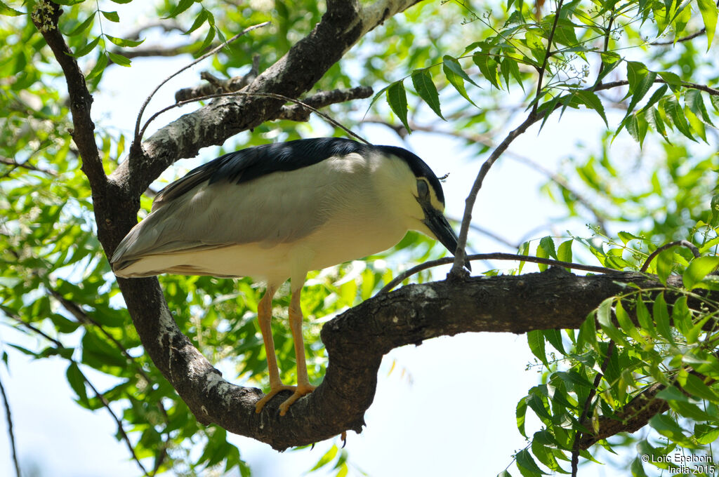 Black-crowned Night Heron