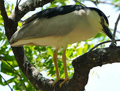 Black-crowned Night Heron