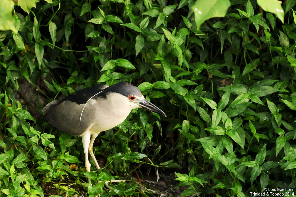 Black-crowned Night Heron