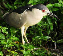 Black-crowned Night Heron