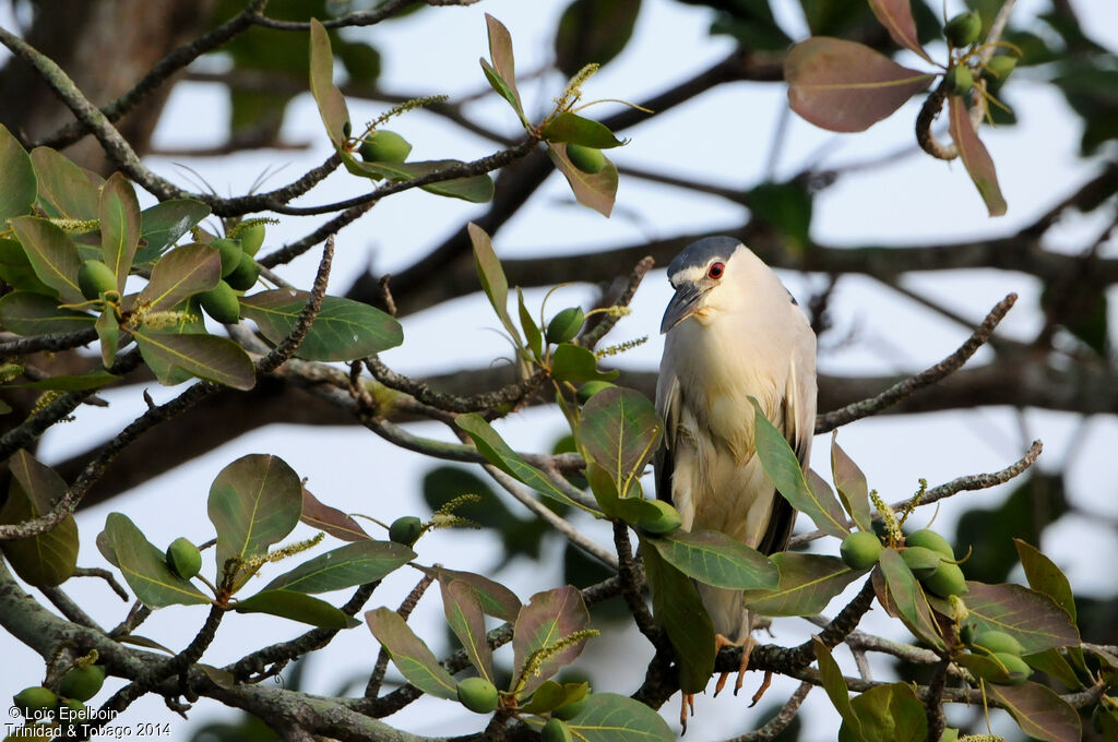 Black-crowned Night Heron