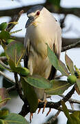 Black-crowned Night Heron