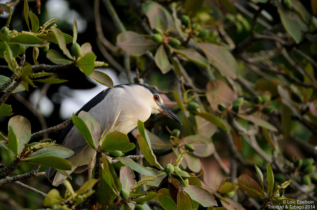 Black-crowned Night Heron