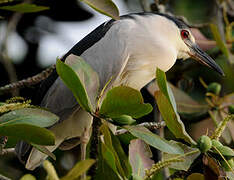 Black-crowned Night Heron