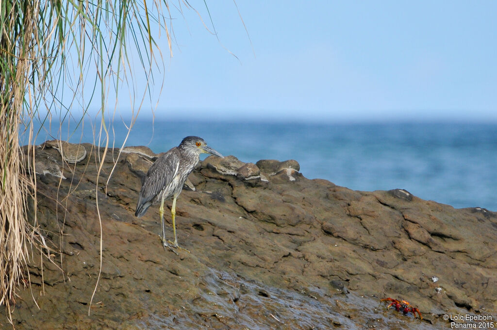 Black-crowned Night Heron