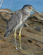 Black-crowned Night Heron