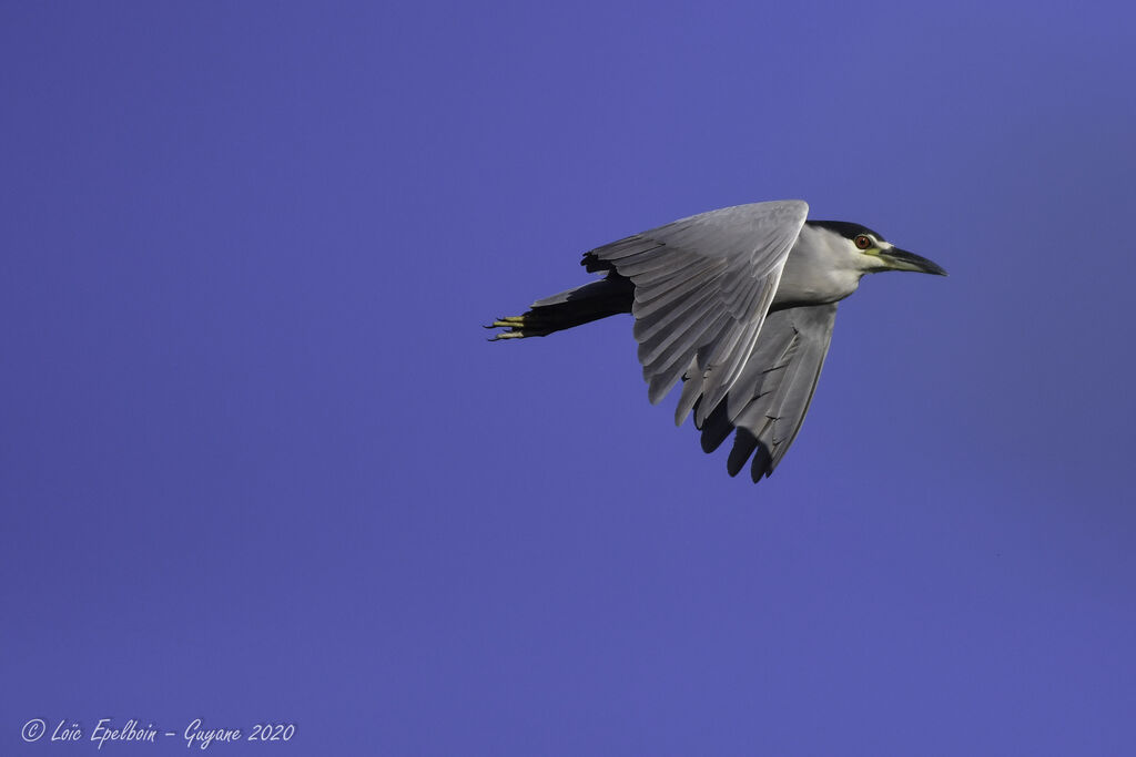 Black-crowned Night Heron