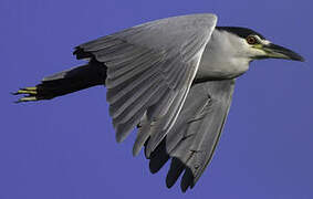 Black-crowned Night Heron