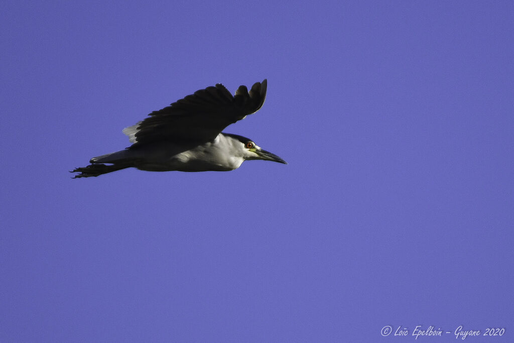 Black-crowned Night Heron