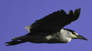 Black-crowned Night Heron