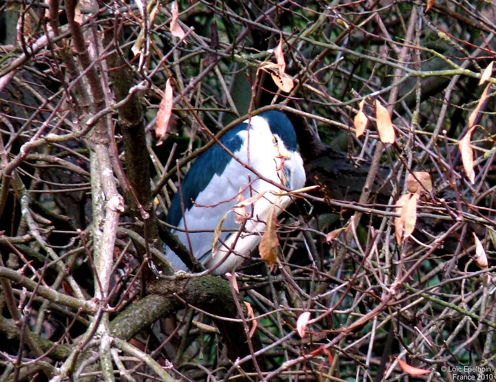 Black-crowned Night Heron