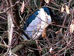 Black-crowned Night Heron