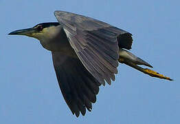 Black-crowned Night Heron