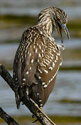 Black-crowned Night Heron