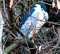 Black-crowned Night Heron