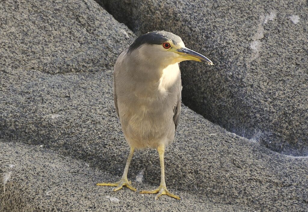 Black-crowned Night Heron