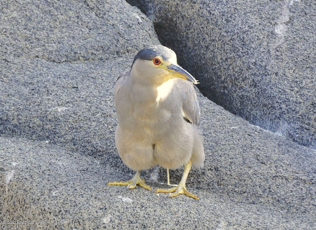 Black-crowned Night Heron