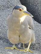 Black-crowned Night Heron