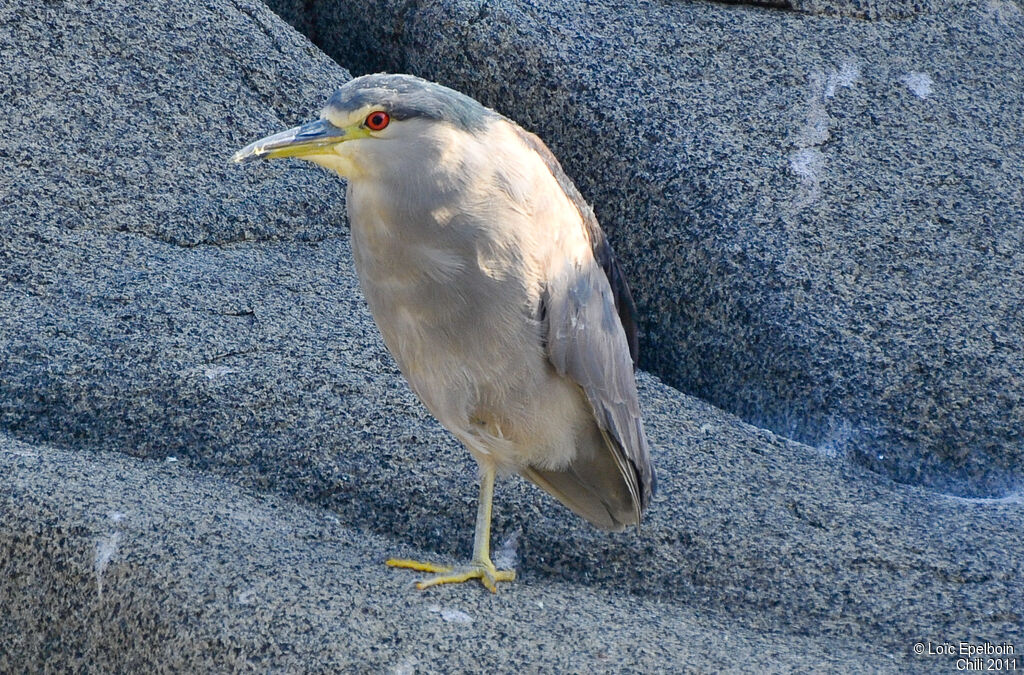 Black-crowned Night Heron