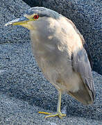 Black-crowned Night Heron