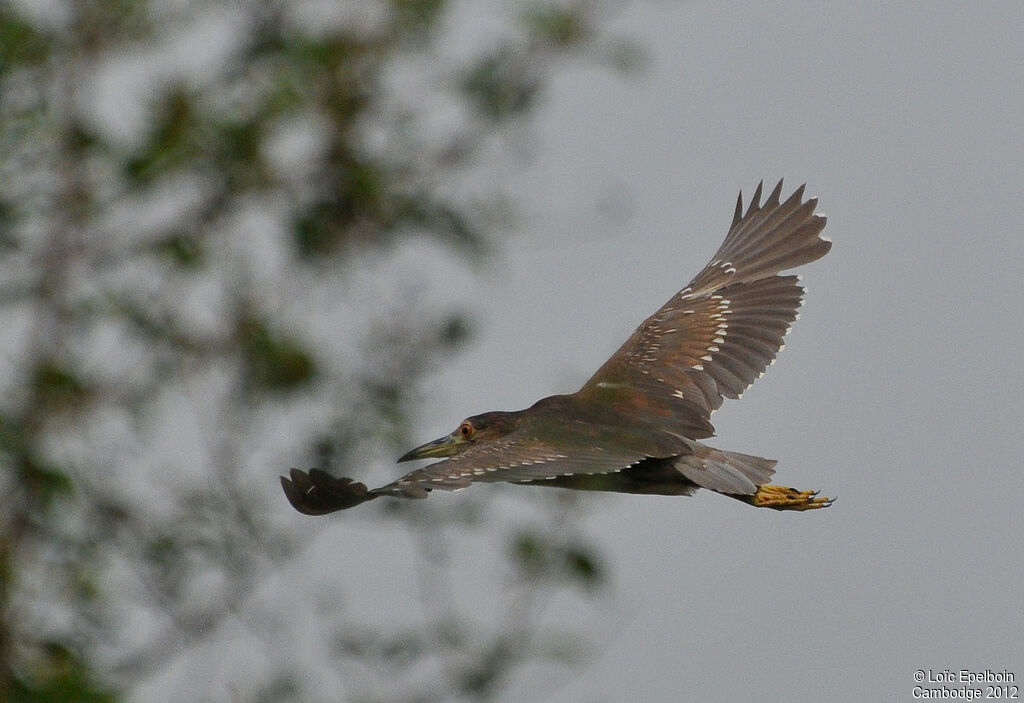 Black-crowned Night Heron