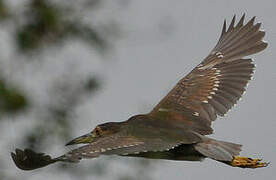 Black-crowned Night Heron