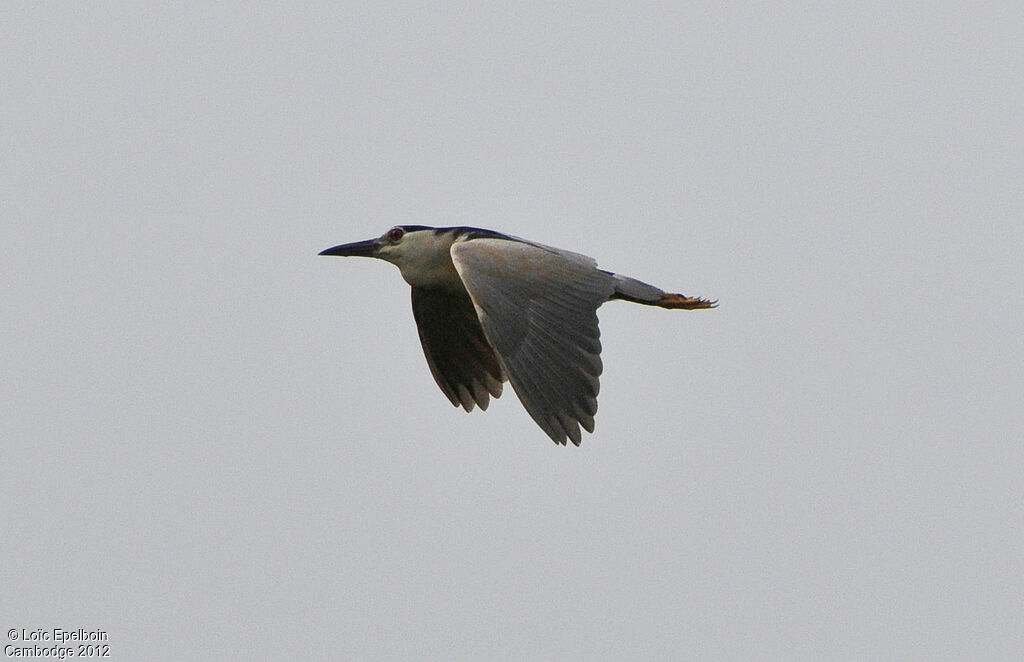 Black-crowned Night Heron