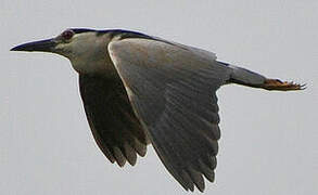 Black-crowned Night Heron