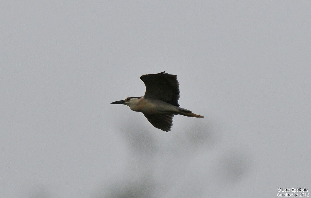 Black-crowned Night Heron