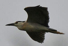 Black-crowned Night Heron