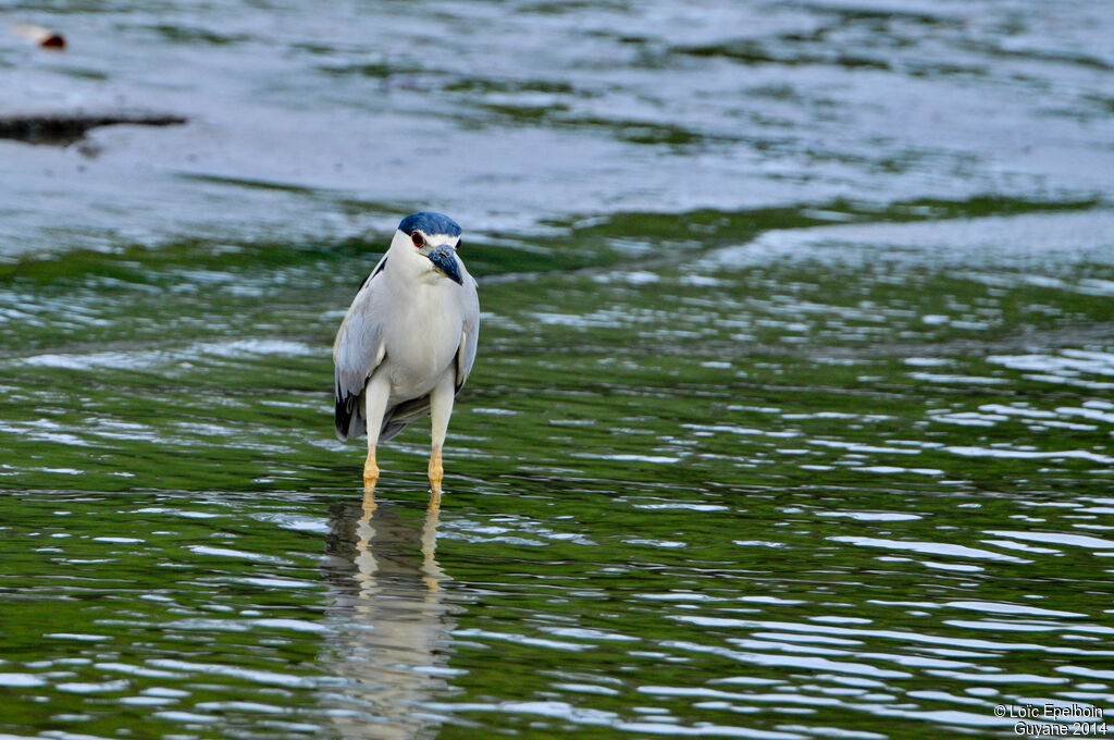 Black-crowned Night Heron