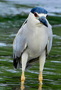 Black-crowned Night Heron