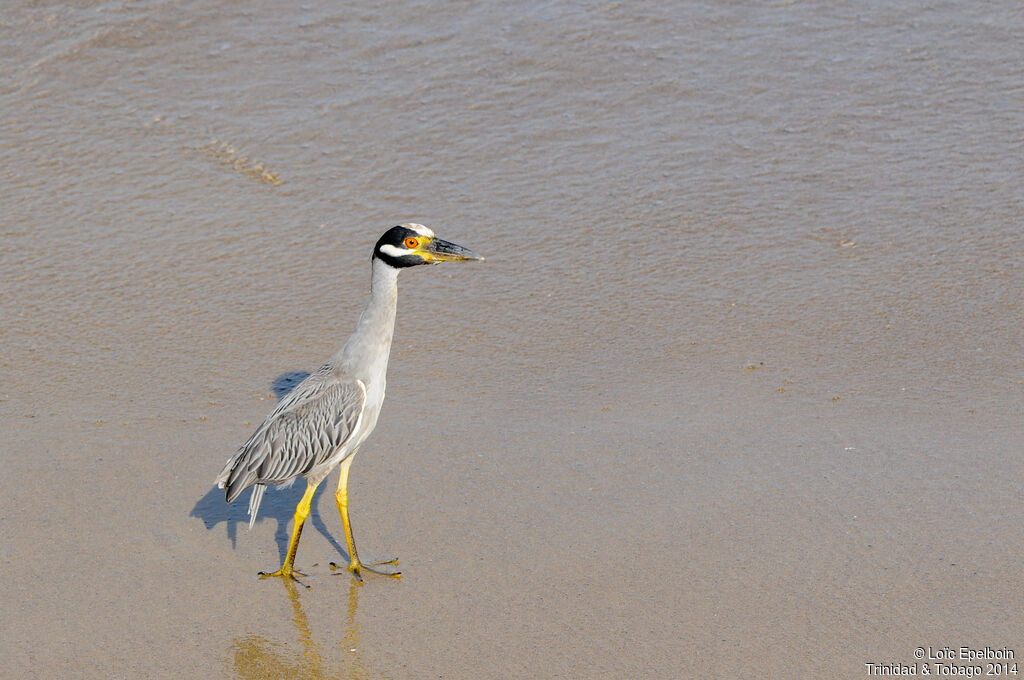 Yellow-crowned Night Heron