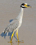 Yellow-crowned Night Heron