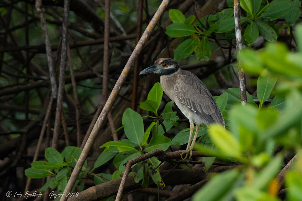 Yellow-crowned Night Heron